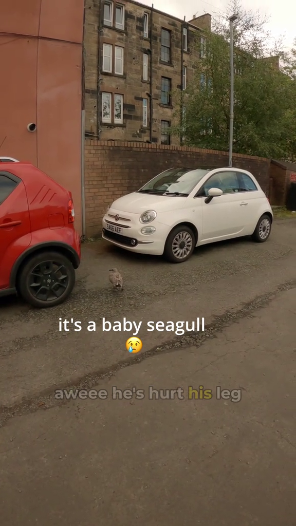 5466 AEF it's a baby seagull aweee he's hurt his leg