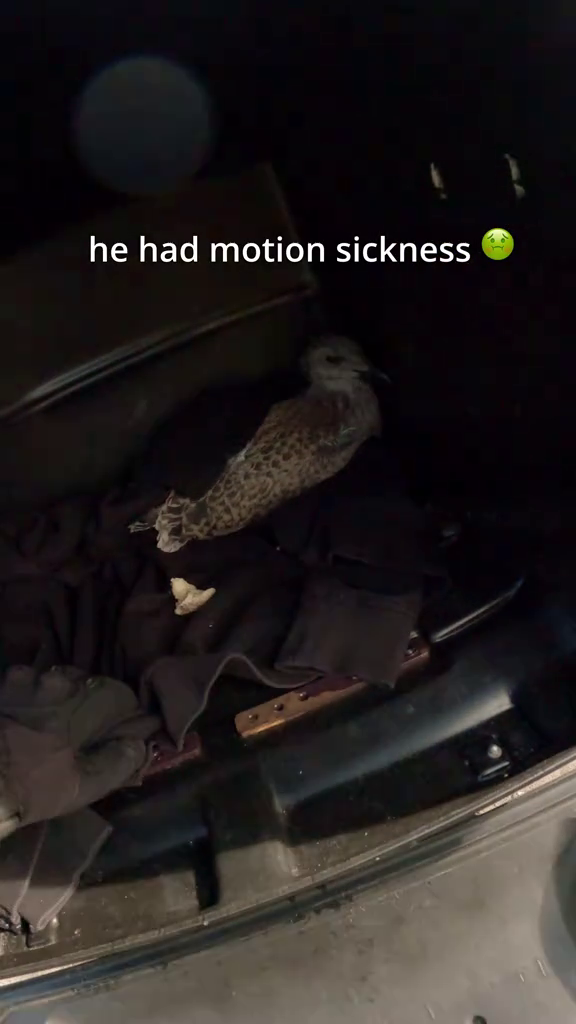 he had motion sickness