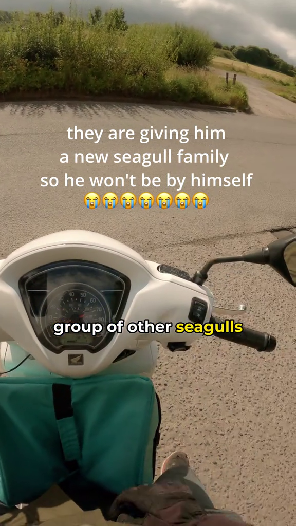 they are giving him a new seagull family so he won't be by himself 40 50 1160 group of other seagulls