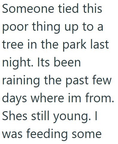Someone tied this poor thing up to a tree in the park last night. Its been raining the past few days where im from. Shes still young. I was feeding some