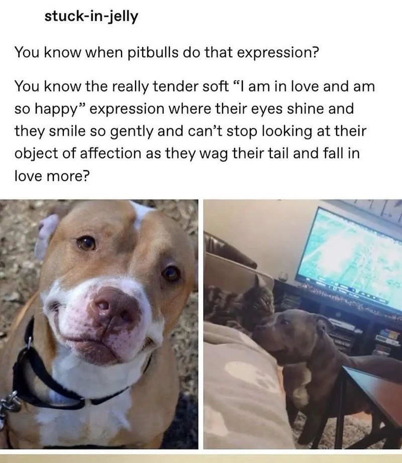stuck-in-jelly You know when pitbulls do that expression? You know the really tender soft "I am in love and am so happy" expression where their eyes shine and they smile so gently and can't stop looking at their object of affection as they wag their tail and fall in love more?