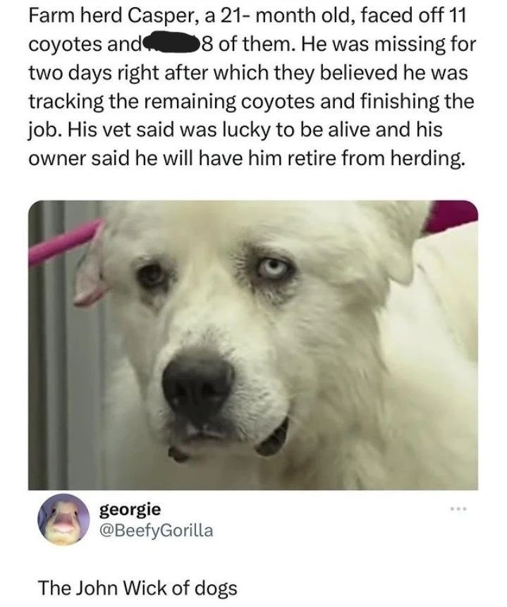 Farm herd Casper, a 21- month old, faced off 11 coyotes and 8 of them. He was missing for two days right after which they believed he was tracking the remaining coyotes and finishing the job. His vet said was lucky to be alive and his owner said he will have him retire from herding. georgie @BeefyGorilla The John Wick of dogs