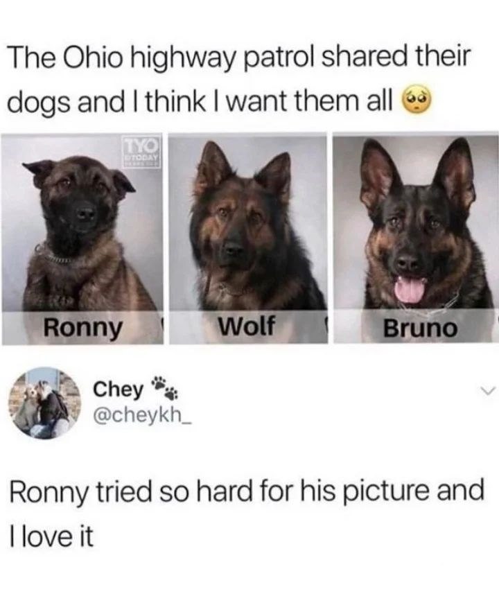The Ohio highway patrol shared their dogs and I think I want them all → TYO TODAY Ronny Wolf Bruno Chey @cheykh_ Ronny tried so hard for his picture and I love it
