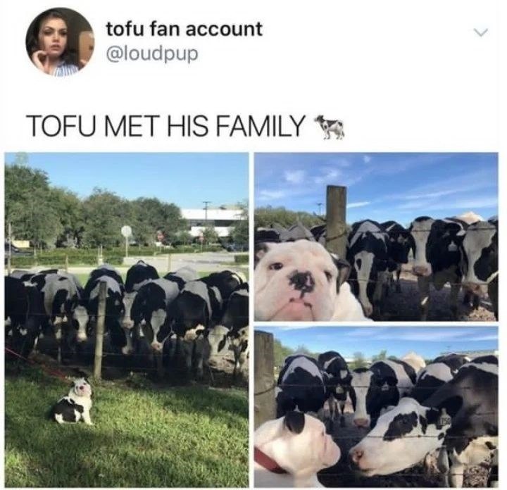tofu fan account @loudpup TOFU MET HIS FAMILY