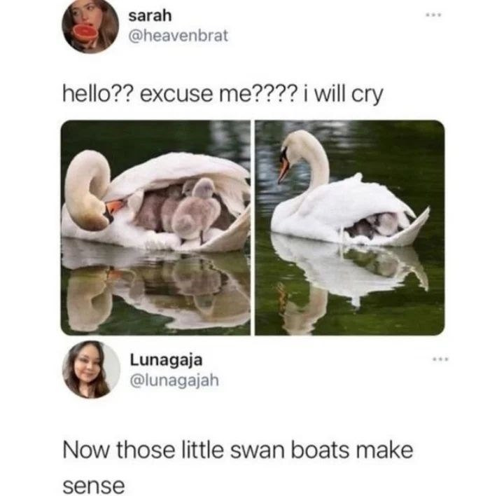 sarah @heavenbrat hello?? excuse me???? i will cry Lunagaja @lunagajah Now those little swan boats make sense