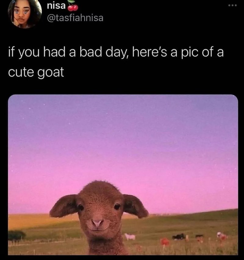 nisa @tasfiahnisa if you had a bad day, here's a pic of a cute goat