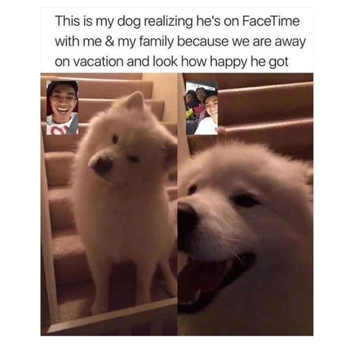 This is my dog realizing he's on FaceTime with me & my family because we are away on vacation and look how happy he got