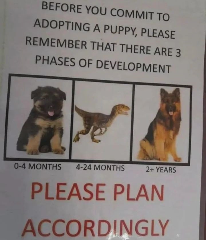 BEFORE YOU COMMIT TO ADOPTING A PUPPY, PLEASE REMEMBER THAT THERE ARE 3 PHASES OF DEVELOPMENT 0-4 MONTHS 4-24 MONTHS 2+ YEARS PLEASE PLAN ACCORDINGLY