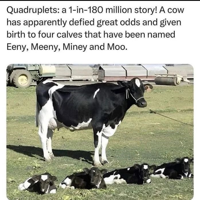 Quadruplets: a 1-in-180 million story! A cow has apparently defied great odds and given birth to four calves that have been named Eeny, Meeny, Miney and Moo.