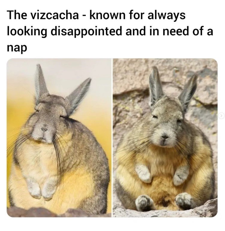 The vizcacha - known for always looking disappointed and in need of a nap