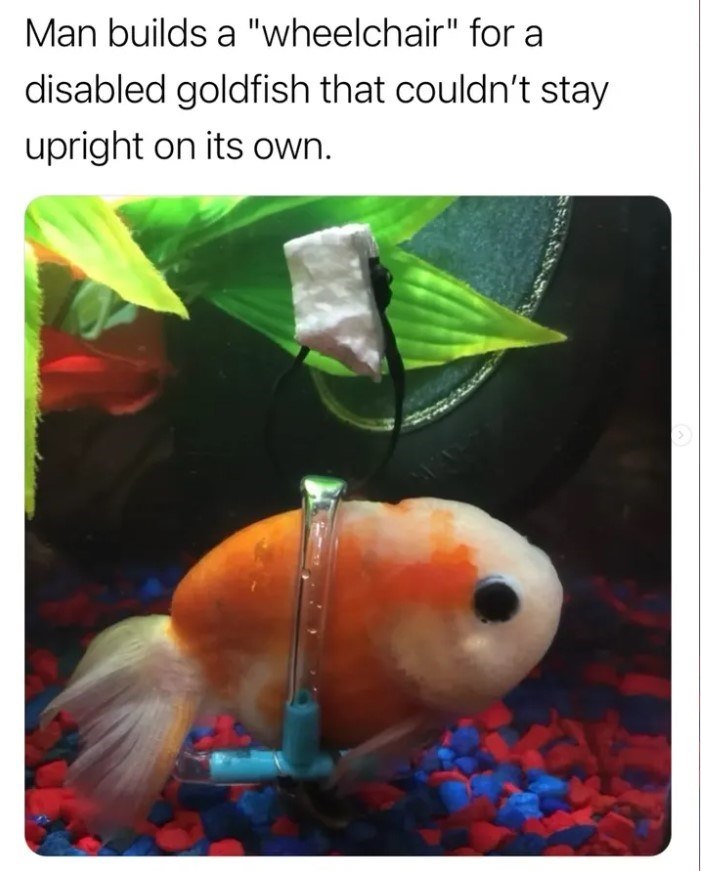 Man builds a "wheelchair" for a disabled goldfish that couldn't stay upright on its own.