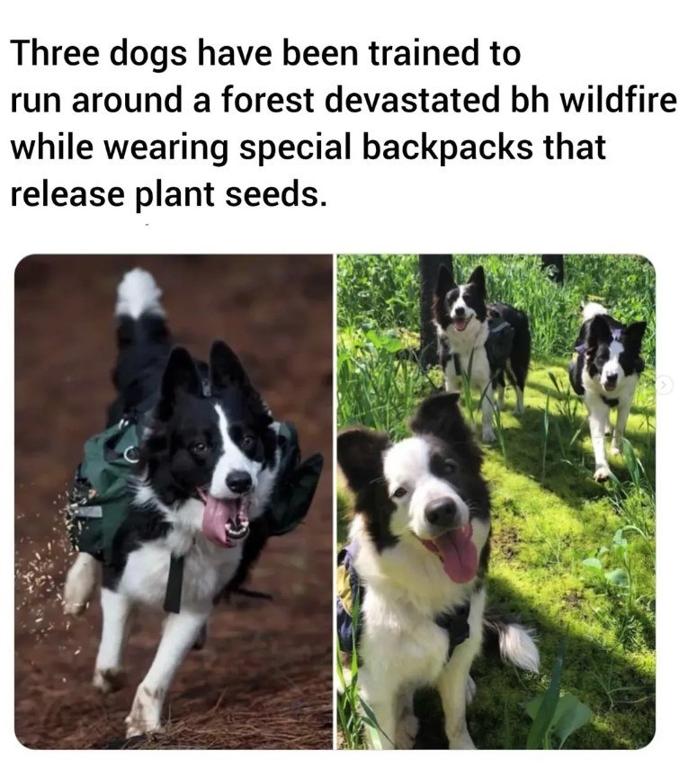 Three dogs have been trained to run around a forest devastated bh wildfire while wearing special backpacks that release plant seeds.