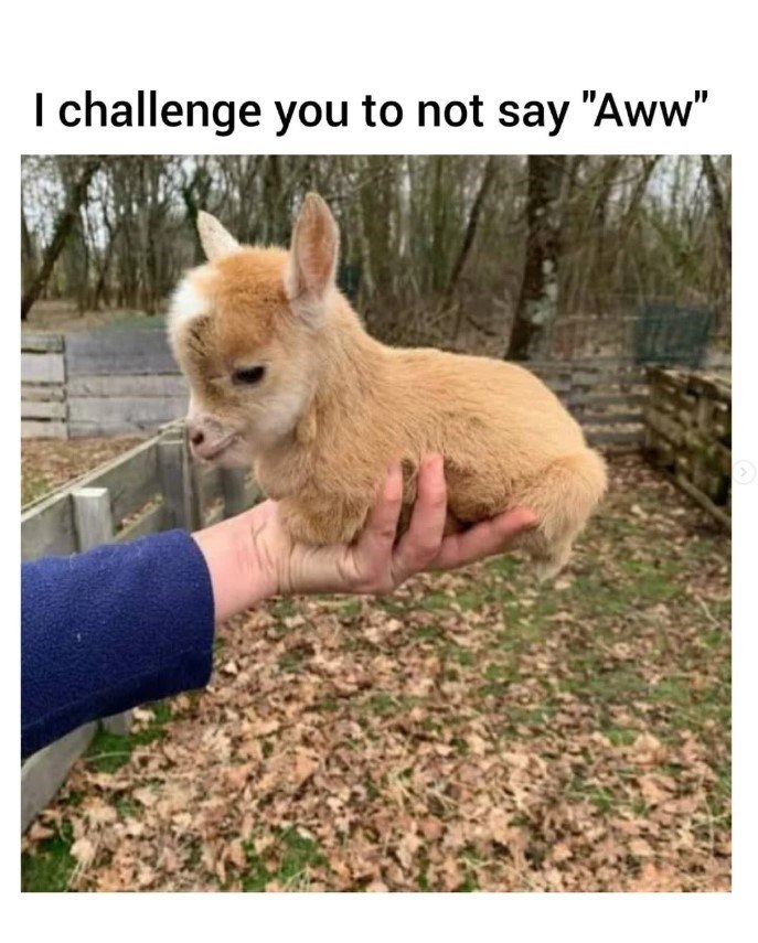 I challenge you to not say "Aww"
