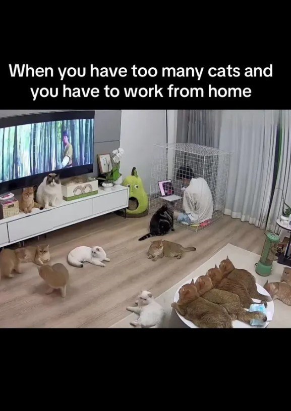 When you have too many cats and you have to work from home
