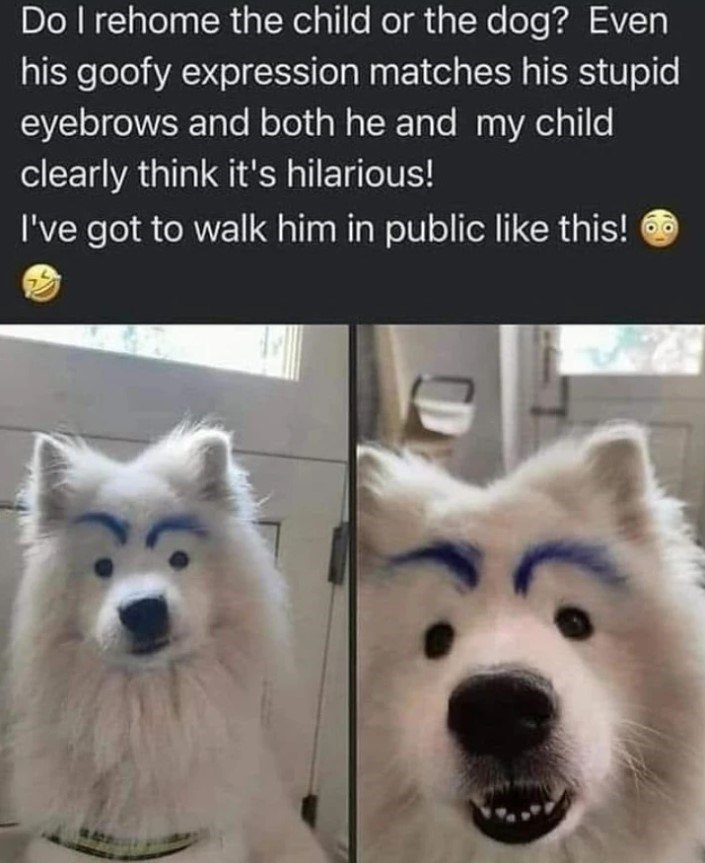 Do I rehome the child or the dog? Even his goofy expression matches his stupid eyebrows and both he and my child clearly think it's hilarious! I've got to walk him in public like this!