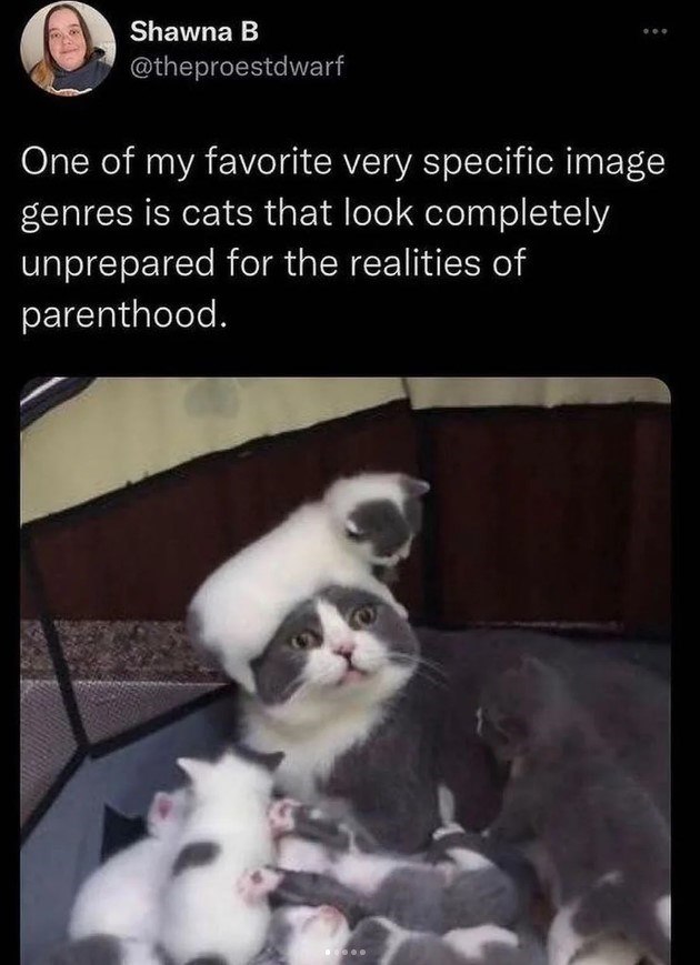 Shawna B @theproestdwarf One of my favorite very specific image genres is cats that look completely unprepared for the realities of parenthood.