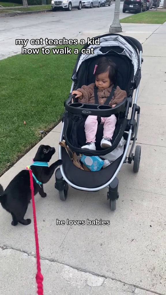 my cat teaches a kid how to walk a cat GRACE he loves babies
