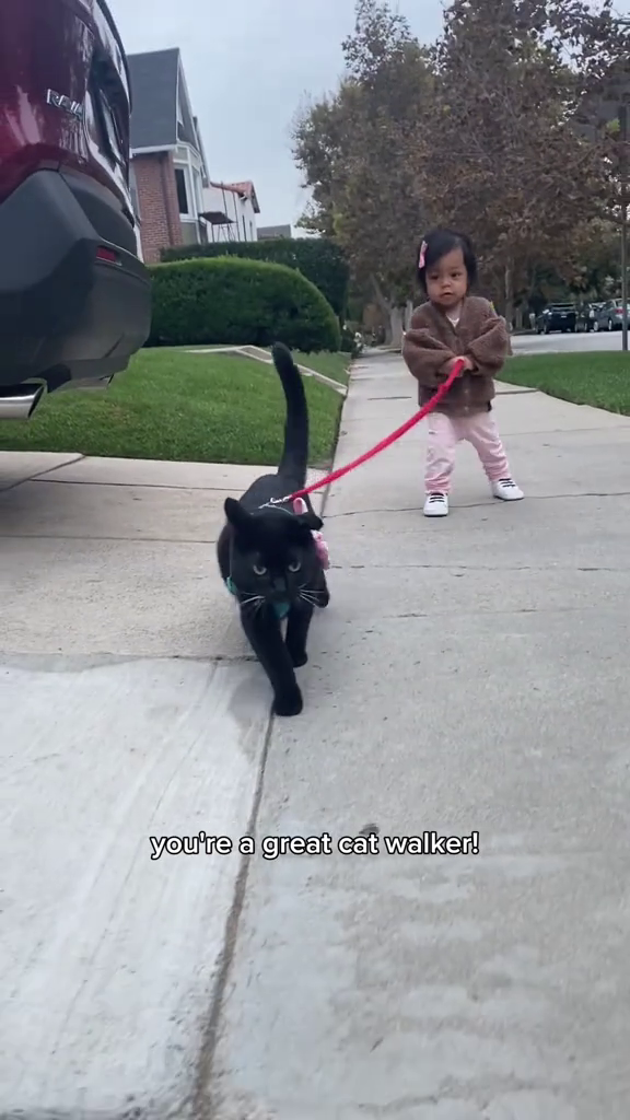 you're a great cat walker!