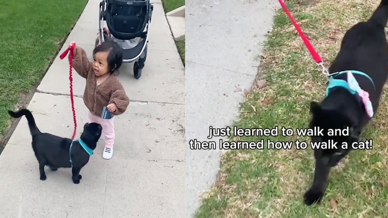 just learned to walk and then learned how to walk a cat!