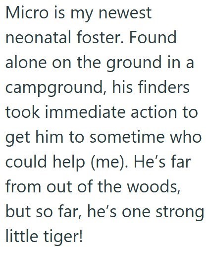 Micro is my newest neonatal foster. Found alone on the ground in a campground, his finders took immediate action to get him to sometime who could help (me). He's far from out of the woods, but so far, he's one strong little tiger!