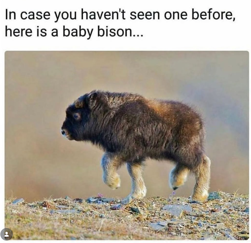 In case you haven't seen one before, here is a baby bison...