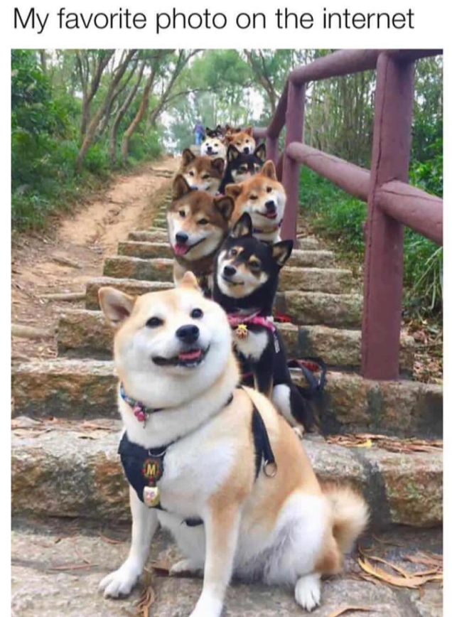 My favorite photo on the internet