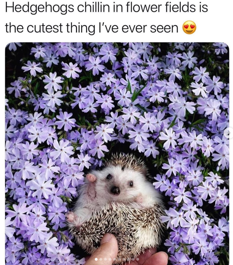 Hedgehogs chillin in flower fields is the cutest thing I've ever seen