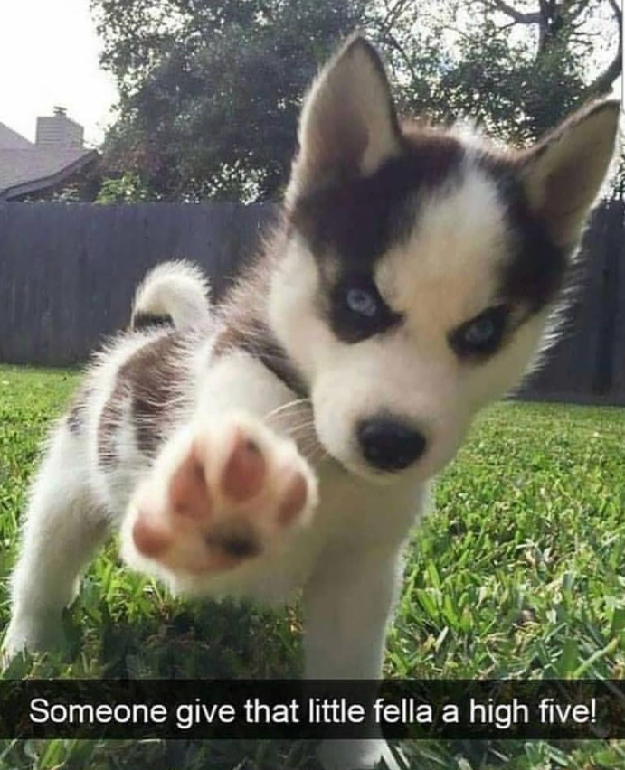 Someone give that little fella a high five!