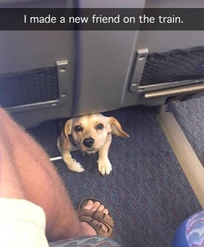 I made a new friend on the train.