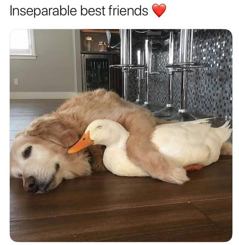 Inseparable best friends