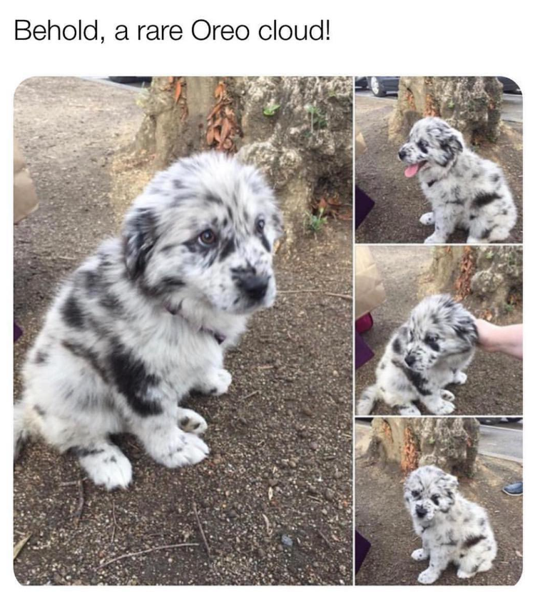 Behold, a rare Oreo cloud!