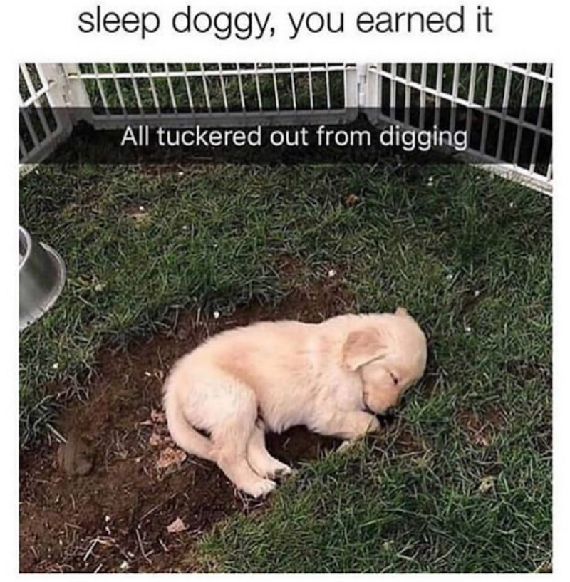sleep doggy, you earned it. All tuckered out from digging