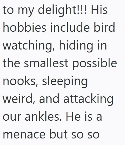 to my delight!!! His hobbies include bird watching, hiding in the smallest possible nooks, sleeping weird, and attacking our ankles. He is a menace but so so