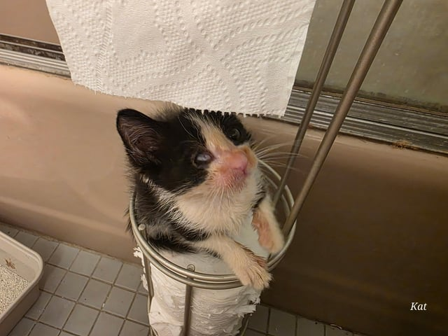 Kat