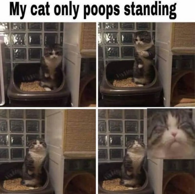My cat only poops standing