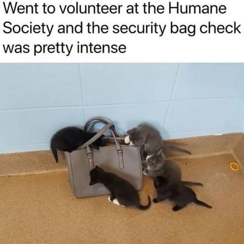 Went to volunteer at the Humane Society and the security bag check was pretty intense
