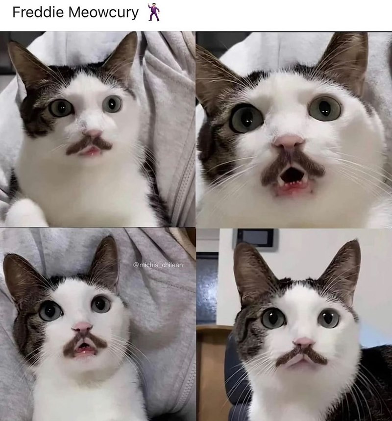 Freddie Meowcury ☑ @michis chilean