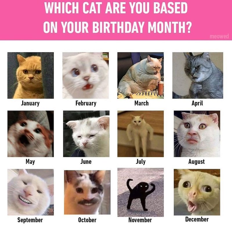 WHICH CAT ARE YOU BASED ON YOUR BIRTHDAY MONTH? wwwwwwww January February March April May June July August September October November December meowed