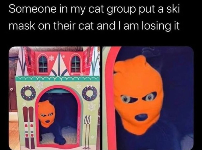 Someone in my cat group put a ski mask on their cat and I am losing it 1110 00