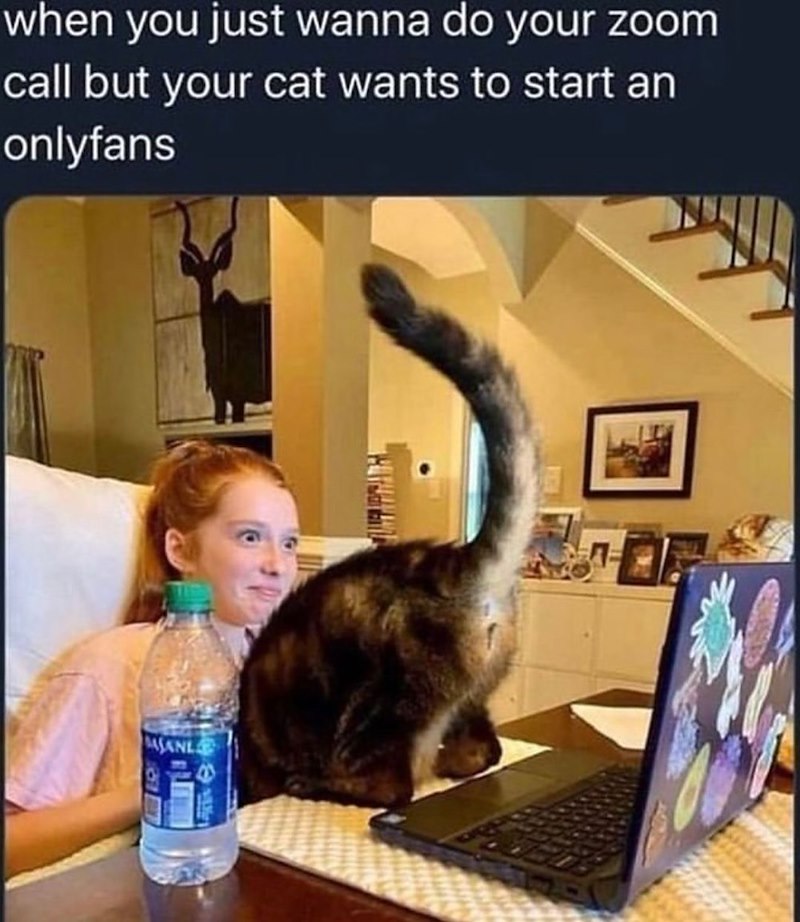 when you just wanna do your zoom call but your cat wants to start an onlyfans ASANL