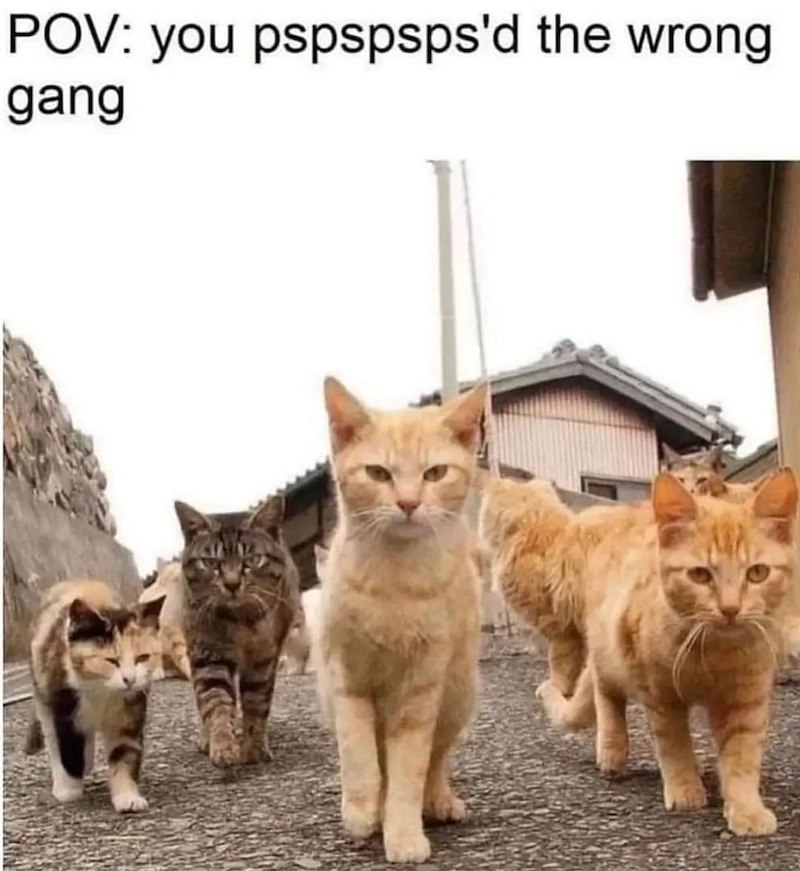 POV: you pspspsps'd the wrong gang