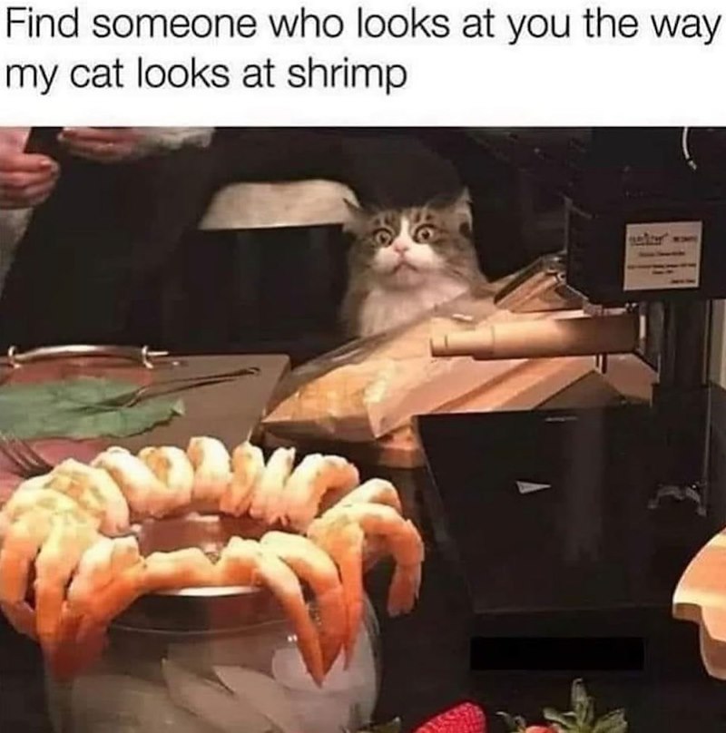 Find someone who looks at you the way my cat looks at shrimp under