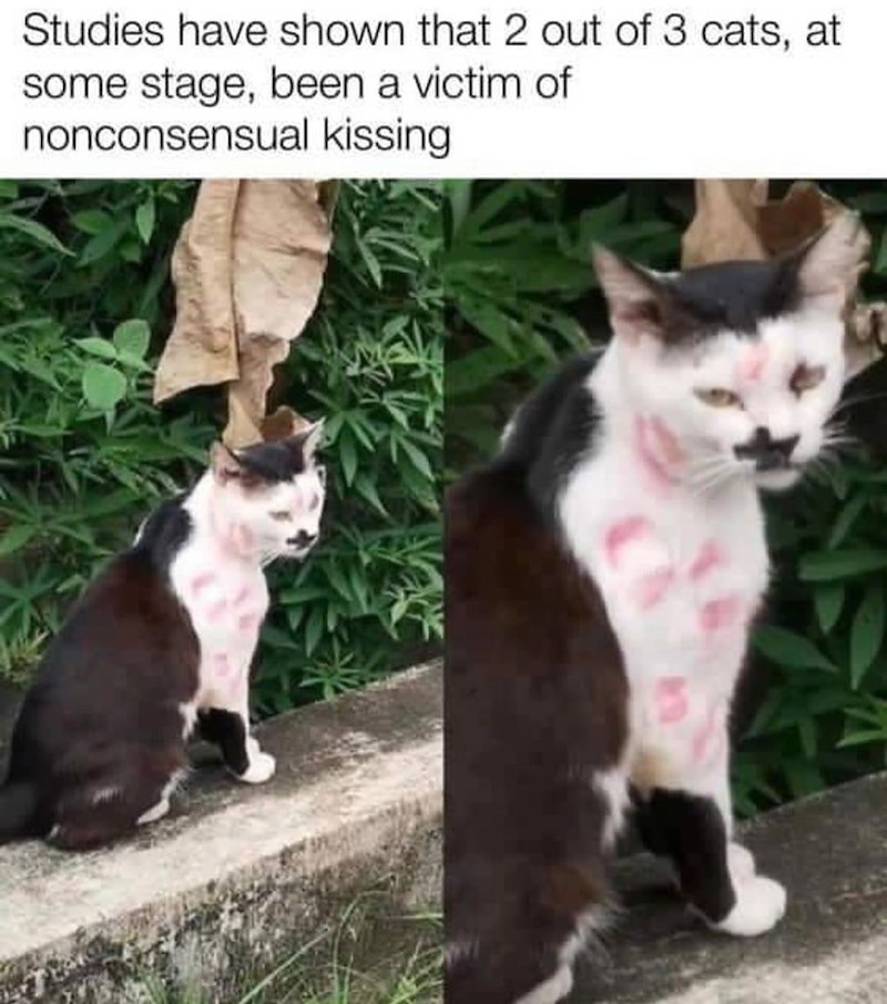Studies have shown that 2 out of 3 cats, at some stage, been a victim of nonconsensual kissing