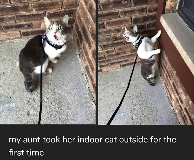 my aunt took her indoor cat outside for the first time