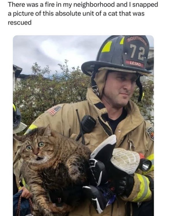 There was a fire in my neighborhood and I snapped a picture of this absolute unit of a cat that was rescued SOUTHGAT 72 LESKO