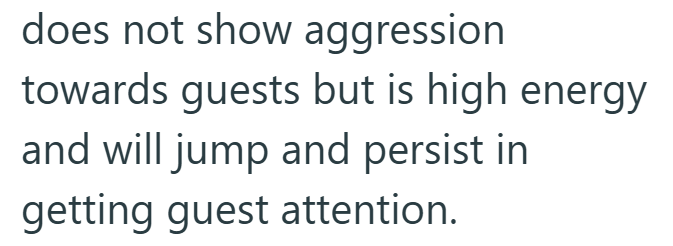 does not show aggression towards guests but is high energy and will jump and persist in getting guest attention.