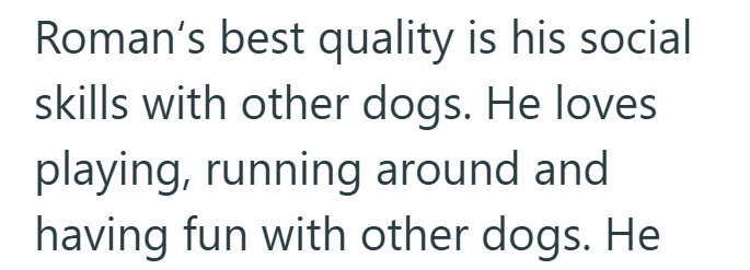 Roman's best quality is his social skills with other dogs. He loves playing, running around and having fun with other dogs. He