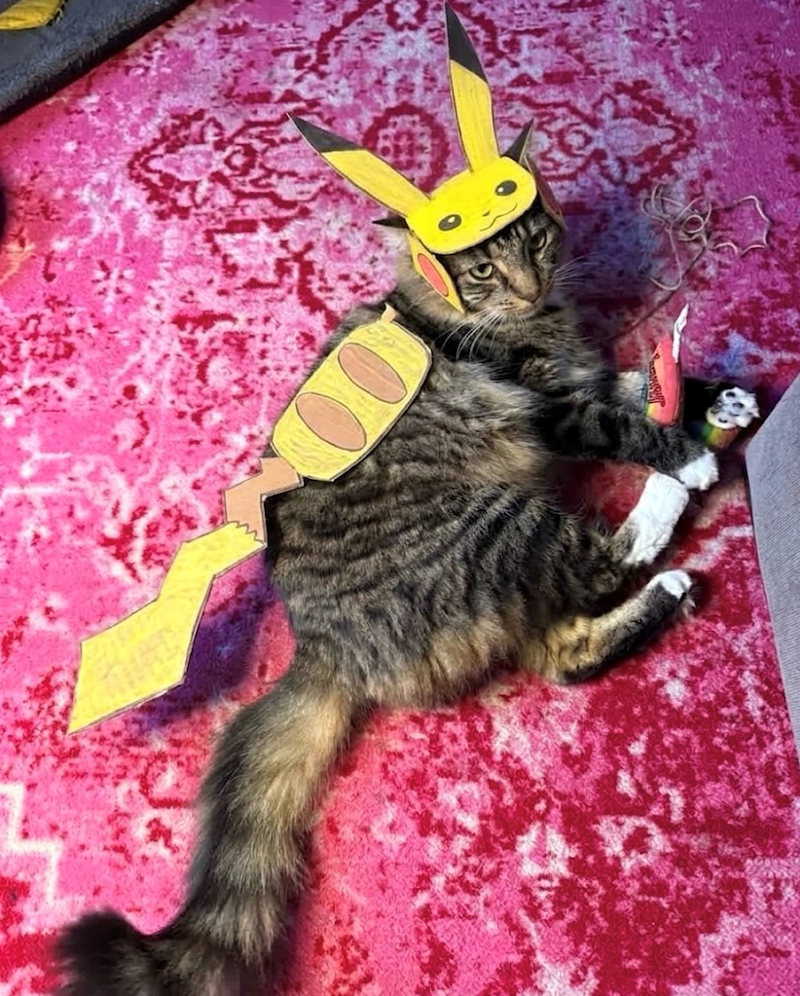 Cheezburger Image 10668244736