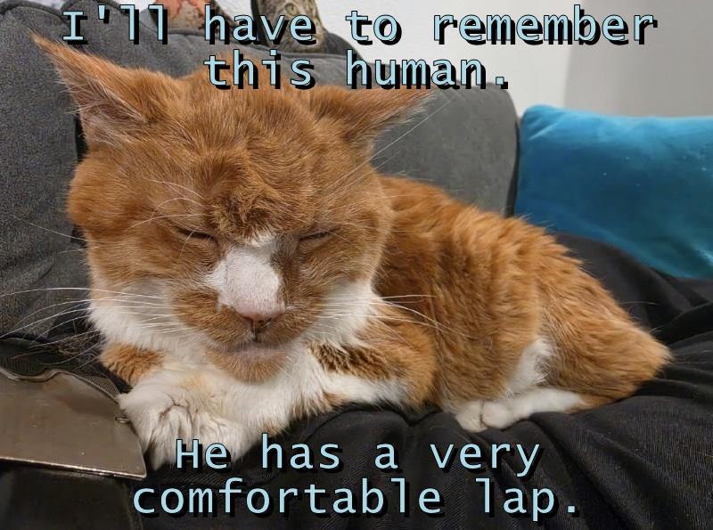 I'11 have to remember this human. He has a very comfortable lap.