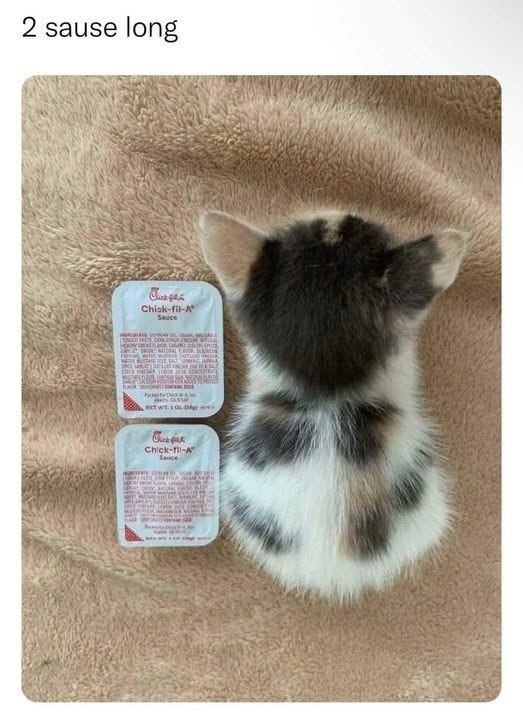 2 sause long Chick-fil-A Sauce Chick-fil-A Sauce